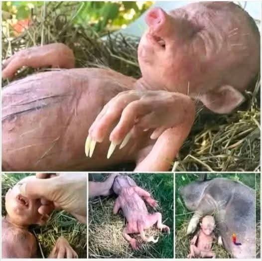 😓A baby is born half pig, half human, and manages to survive… See more